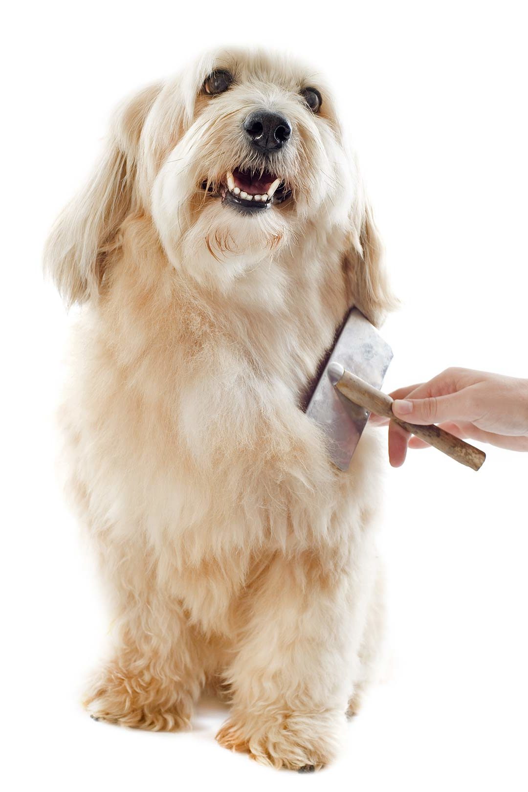 Pet Grooming | Dog being brushed